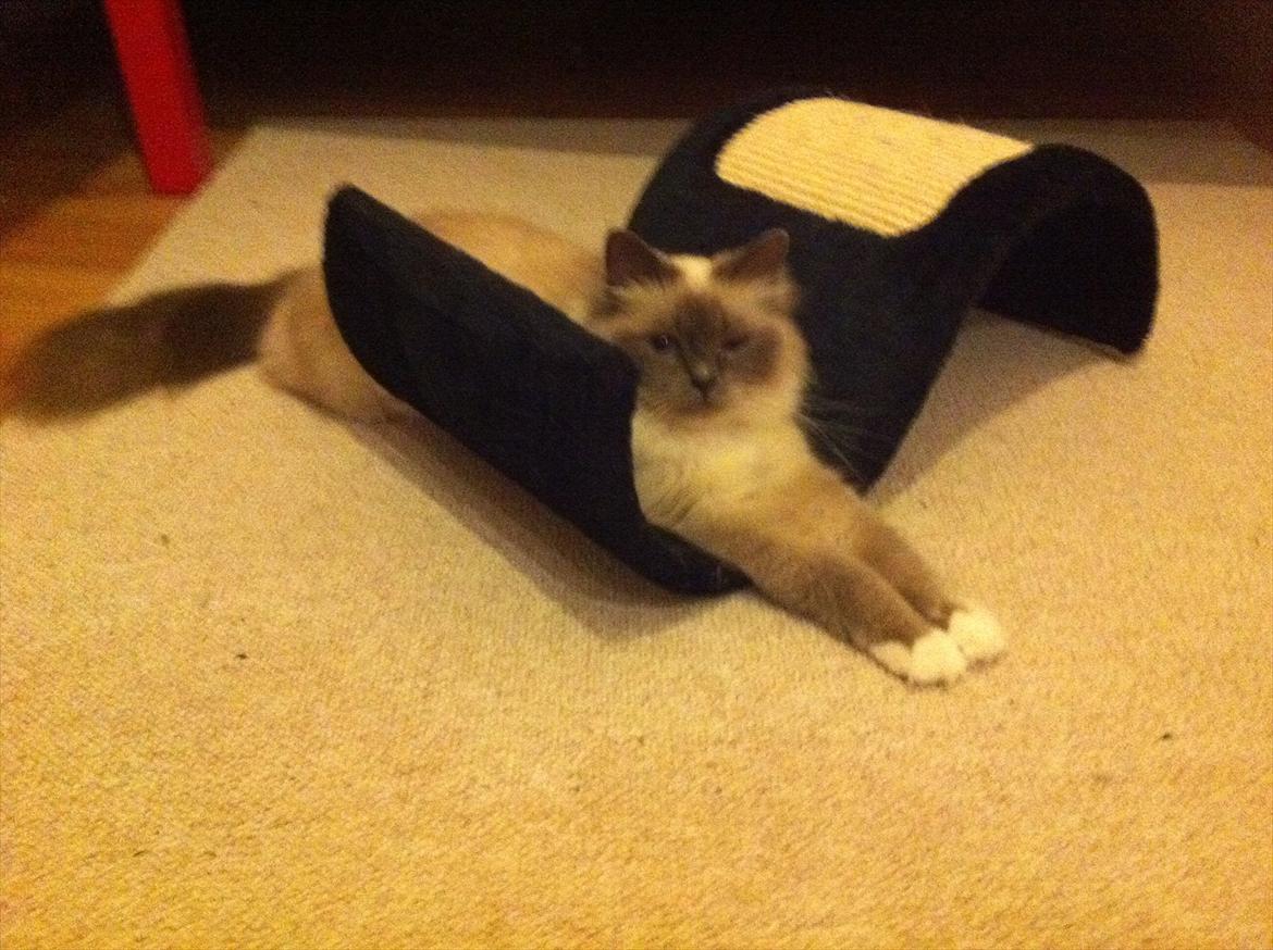 Hellig Birma Primadonna billede 4