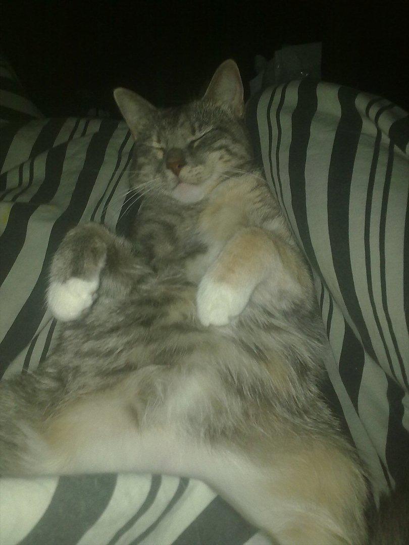 Blanding af racer BimBam - ZzzZZz. putter ved min faaar :D billede 18