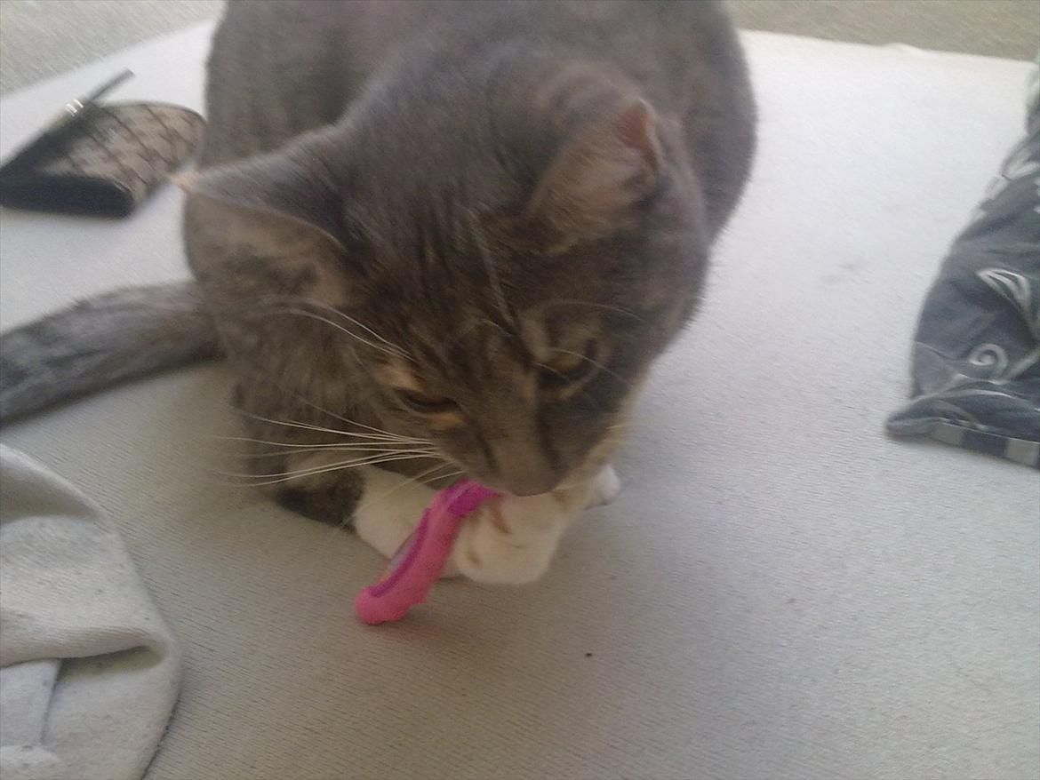 Blanding af racer BimBam - Jeg har lige lært helt selv at børste tænder :D billede 19