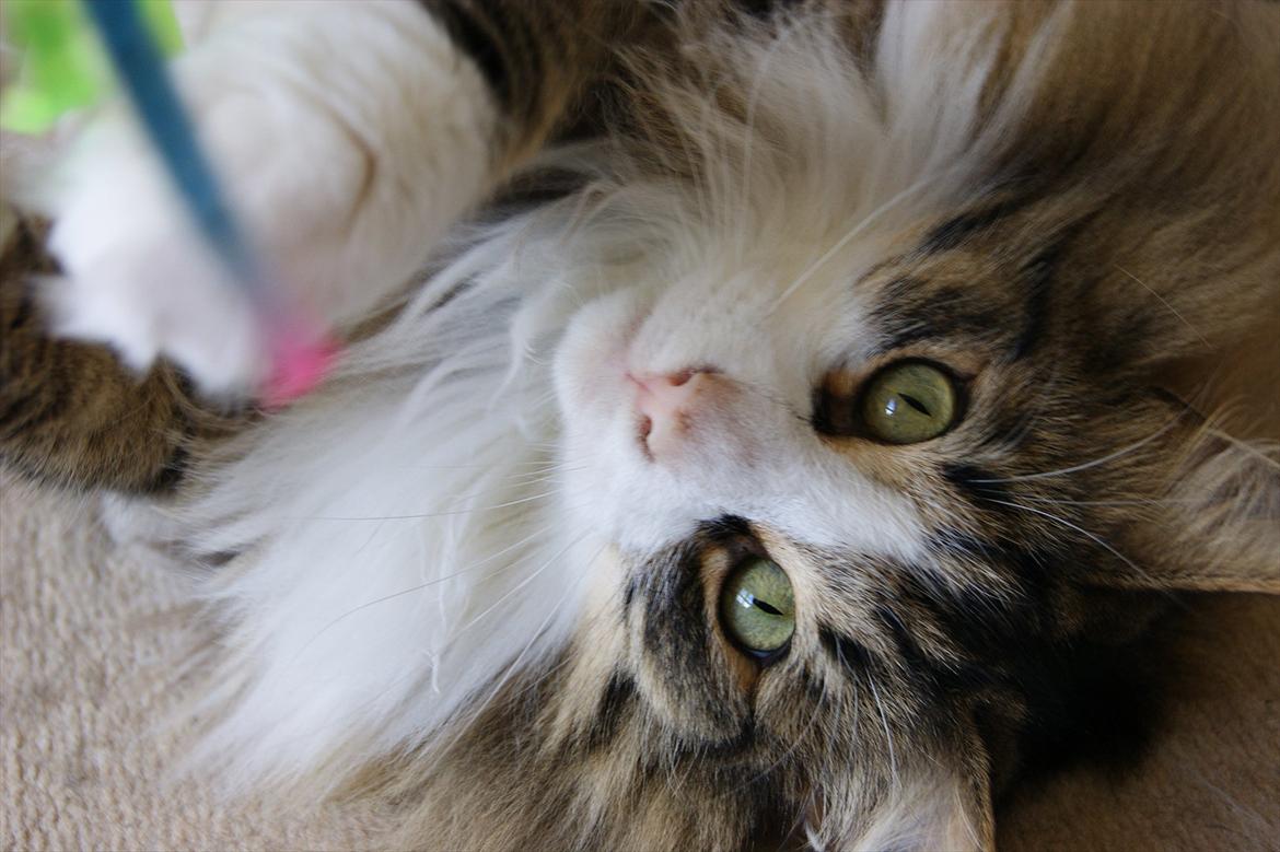 Norsk Skovkat Don Juan billede 4