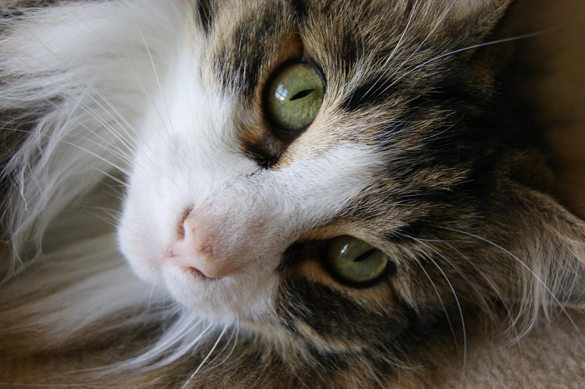 Norsk Skovkat Don Juan billede 7