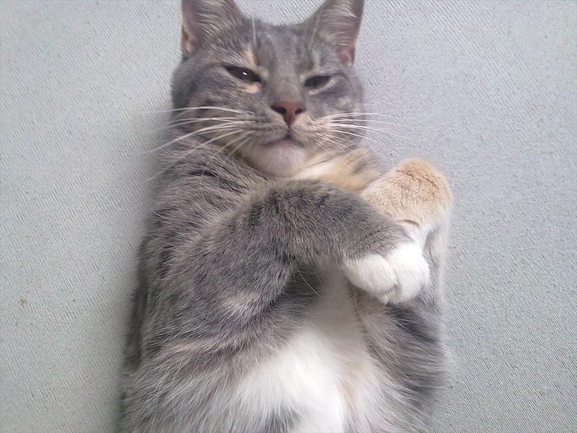 Blanding af racer BimBam billede 20