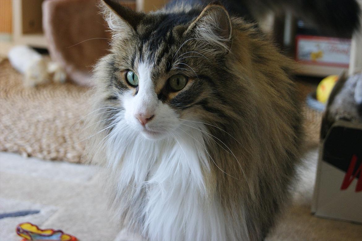 Norsk Skovkat Don Juan billede 3