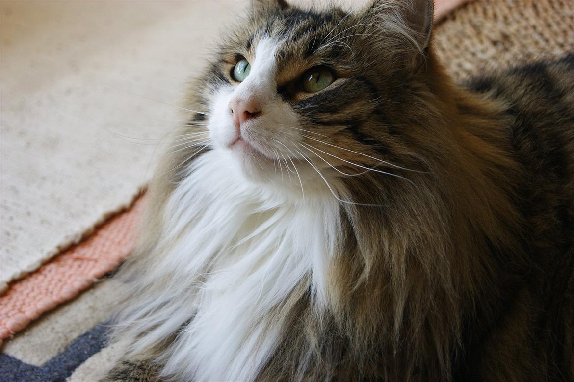 Norsk Skovkat Don Juan billede 2