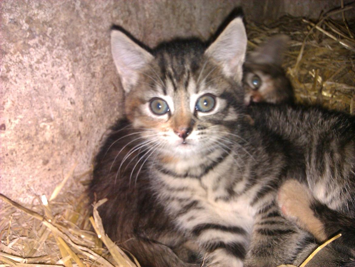 Huskat Nala billede 1