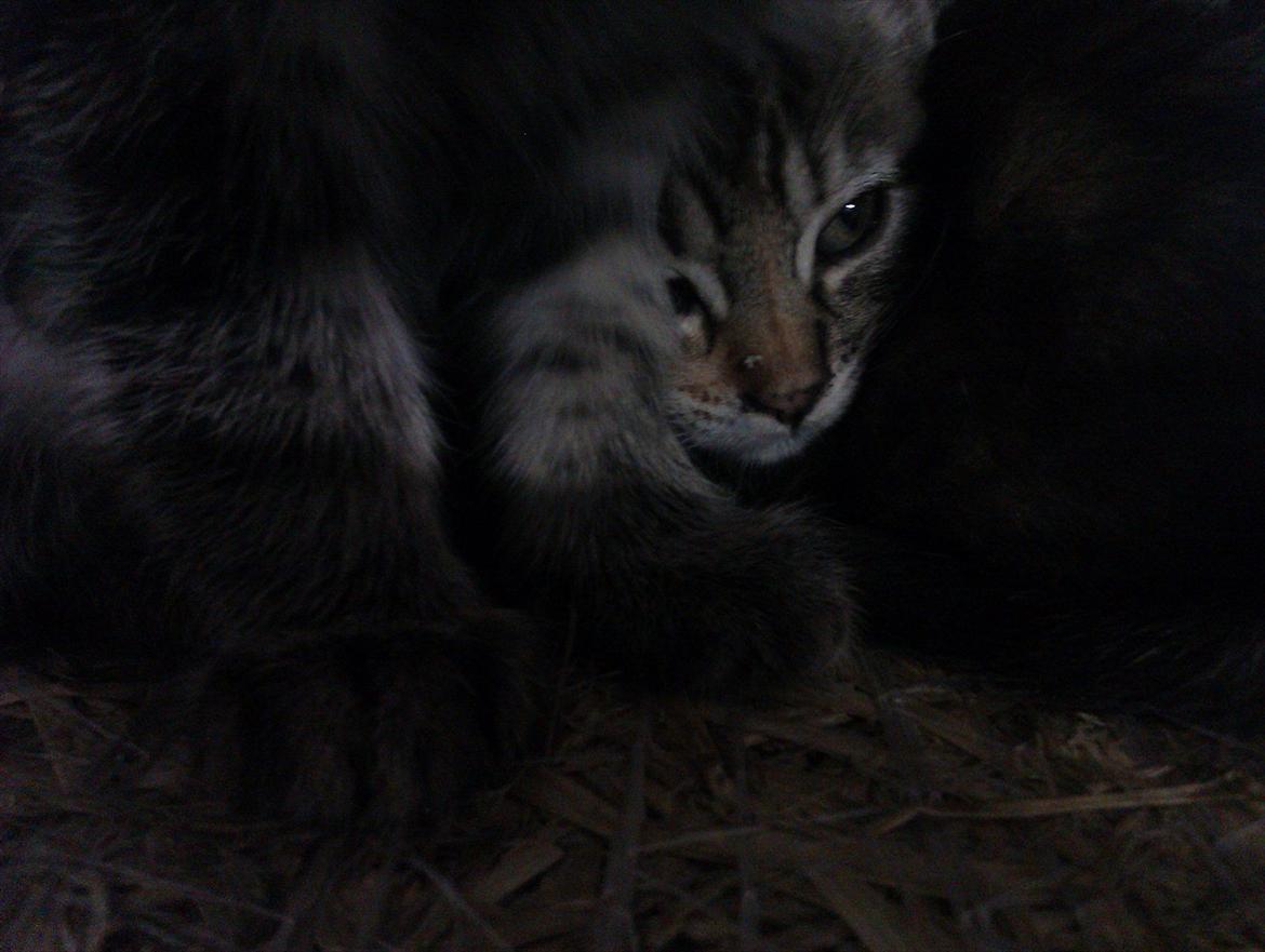 Huskat Nala billede 2