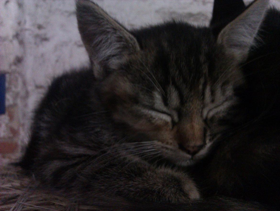 Huskat Nala billede 3