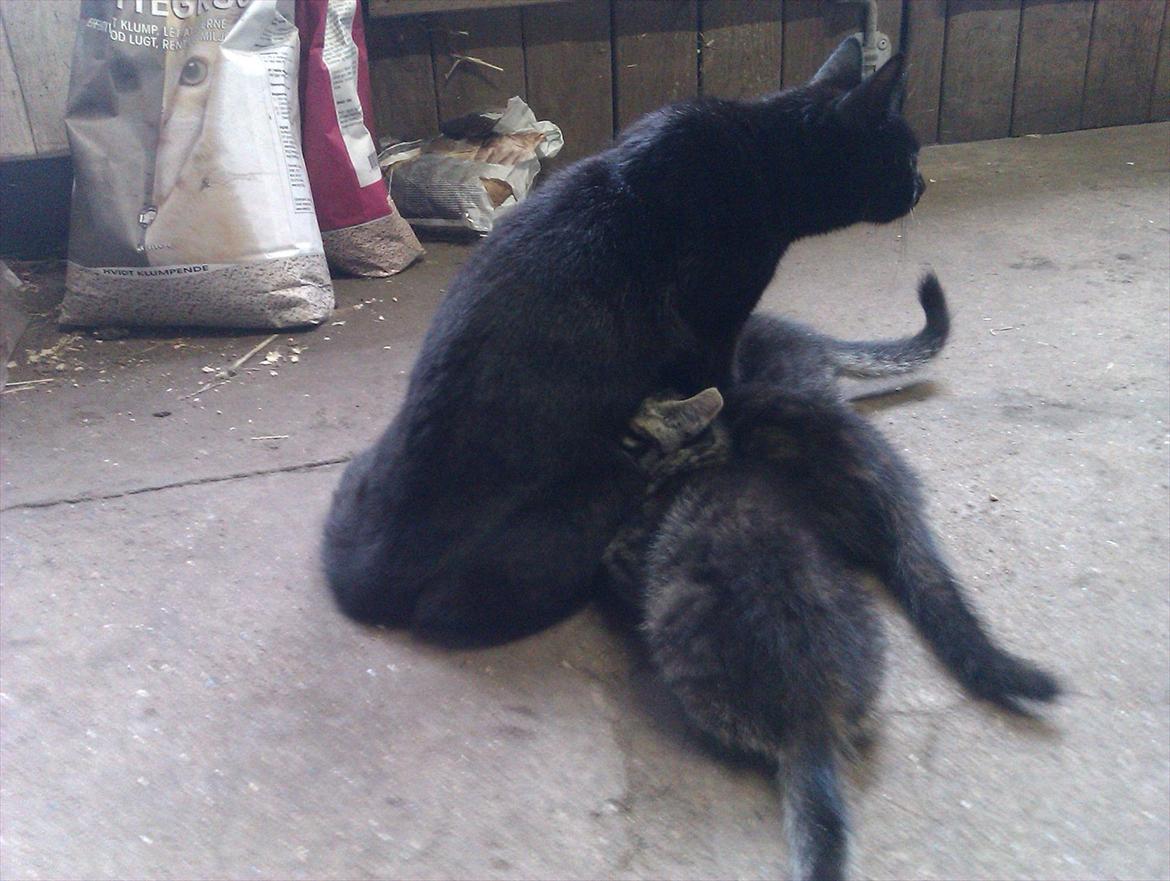 Huskat Nala billede 4