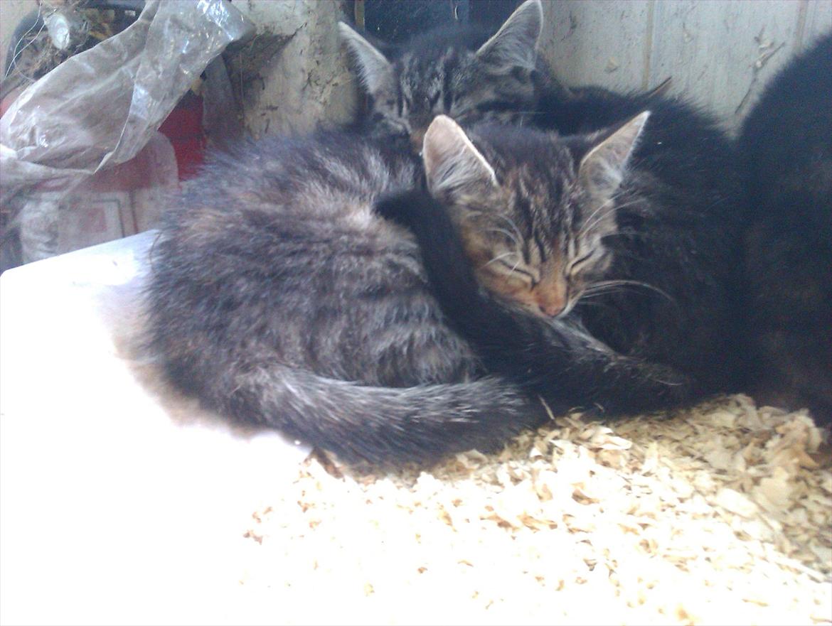 Huskat Nala billede 5