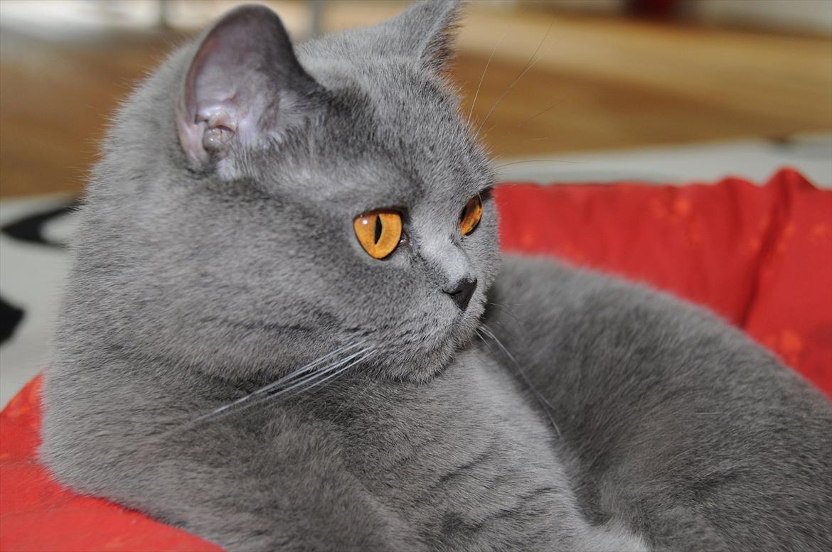 British Shorthair DK Felina's Cirkeline billede 1