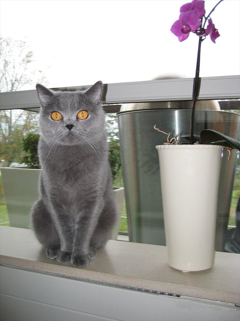 British Shorthair DK Felina's Cirkeline billede 2