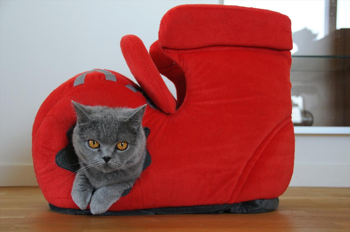 British Shorthair DK Felina's Cirkeline billede 3