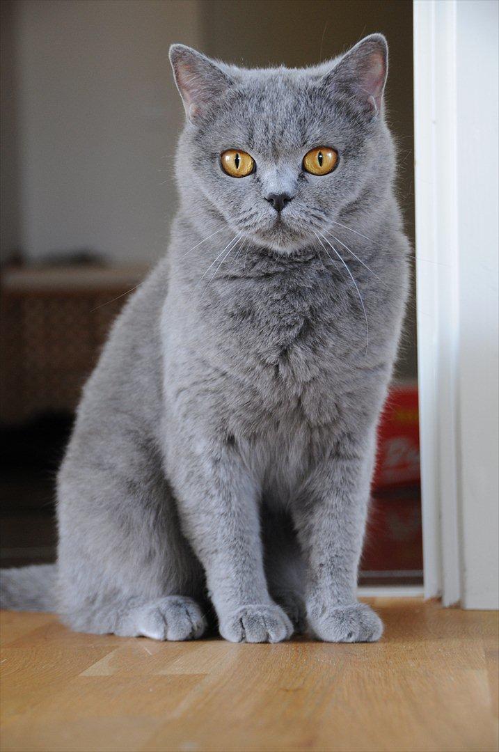 British Shorthair DK Felina's Cirkeline billede 4