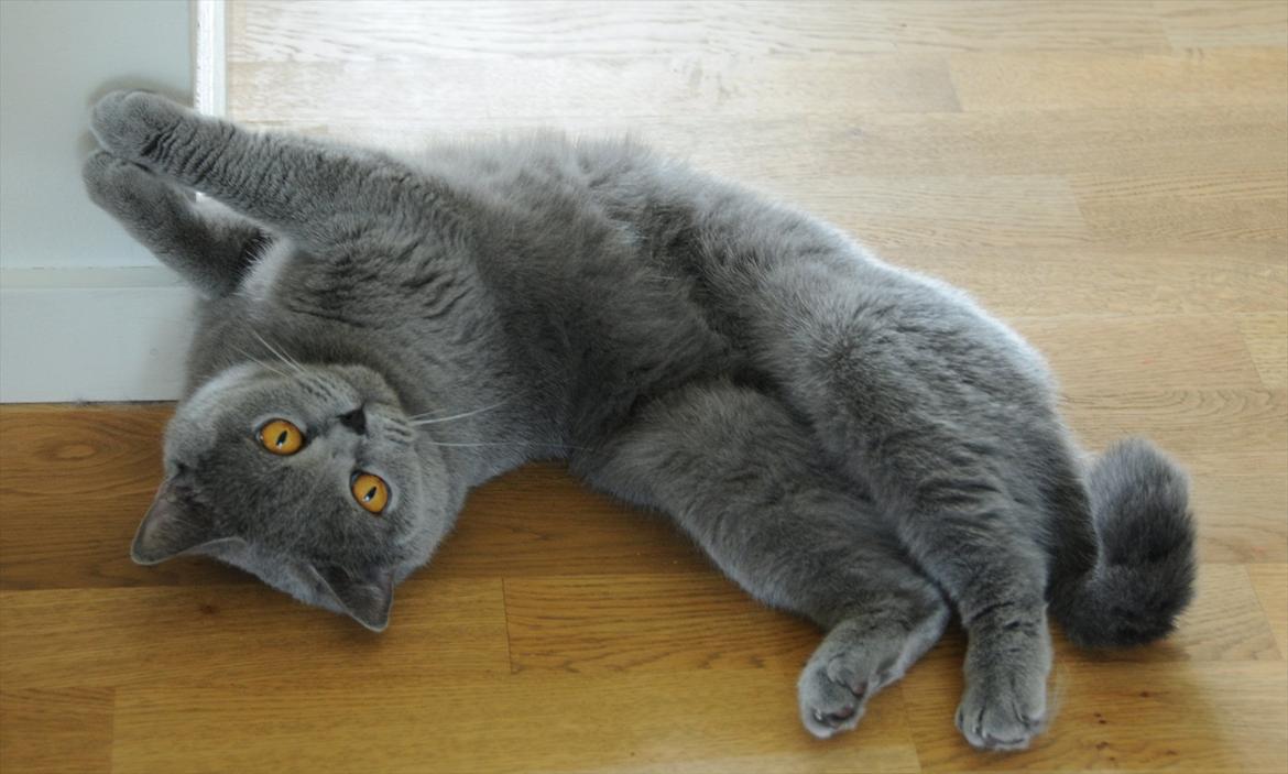 British Shorthair DK Felina's Cirkeline billede 5