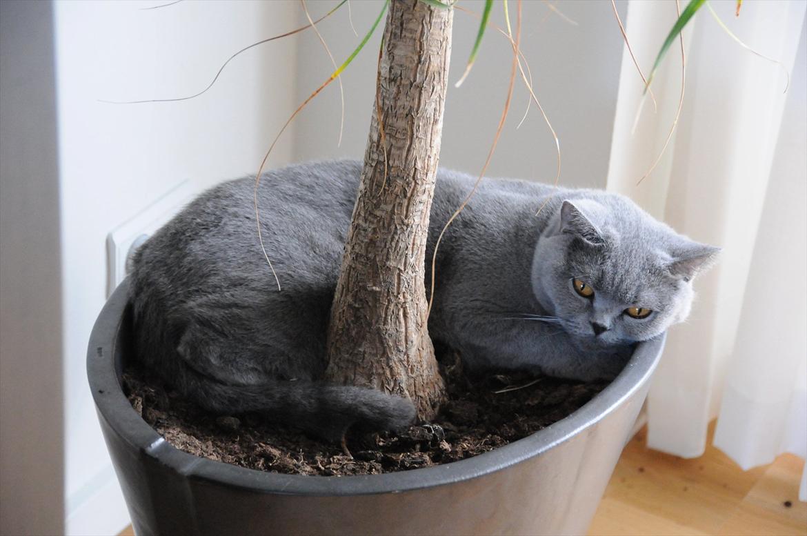 British Shorthair DK Felina's Cirkeline - Cirkeline tager lige en lur i potteplanten billede 6