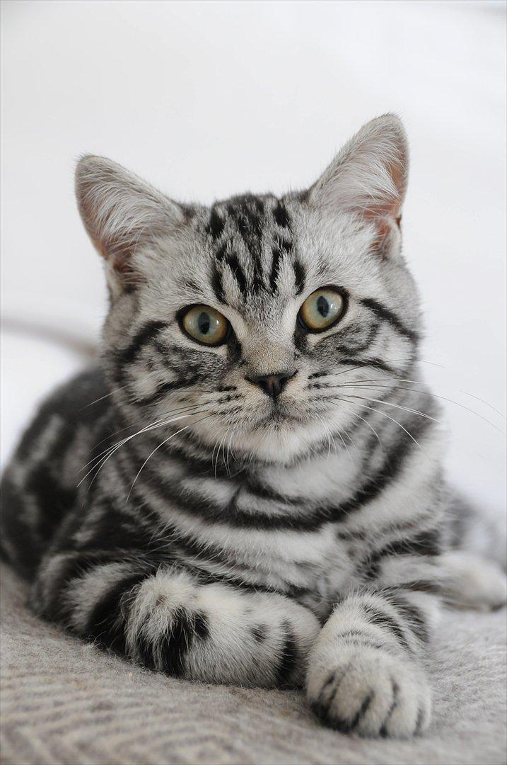 British Shorthair Ditte Marie's Dejlige Aslan billede 2