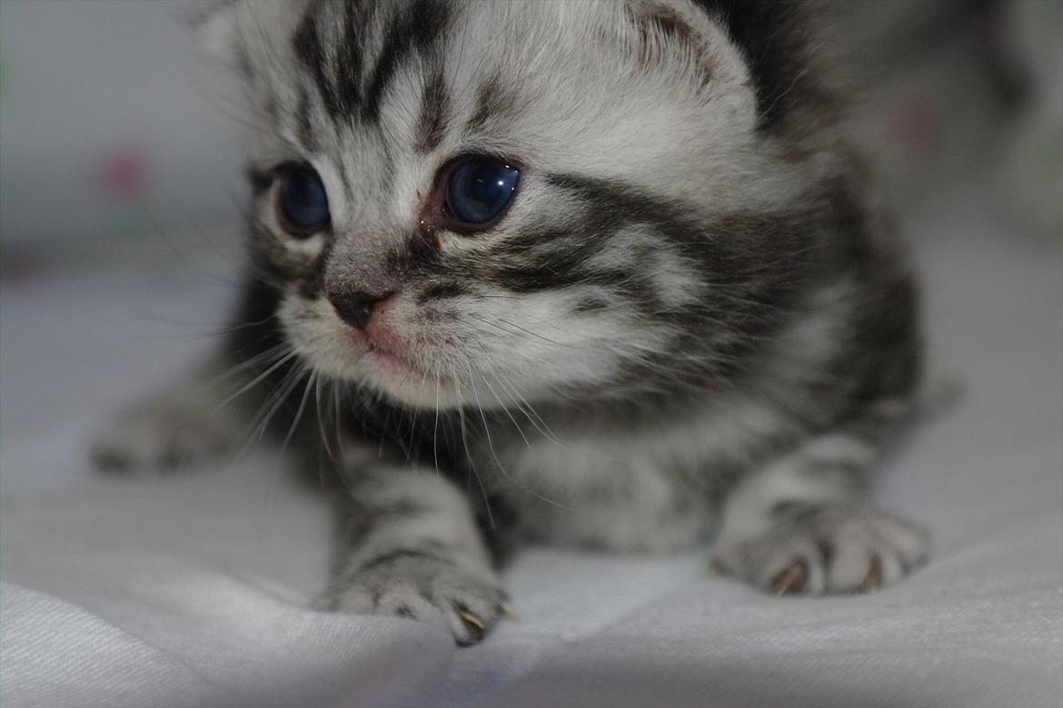 British Shorthair Ditte Marie's Dejlige Aslan - Aslan som lille billede 3