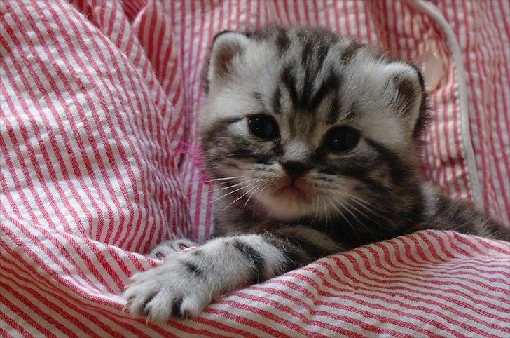 British Shorthair Ditte Marie's Dejlige Aslan billede 4