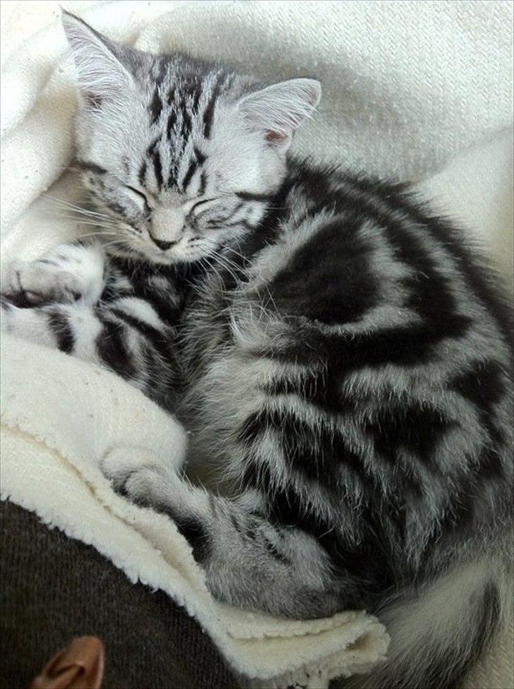 British Shorthair Ditte Marie's Dejlige Aslan billede 5