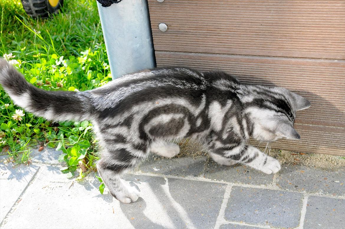 British Shorthair Ditte Marie's Dejlige Aslan billede 6
