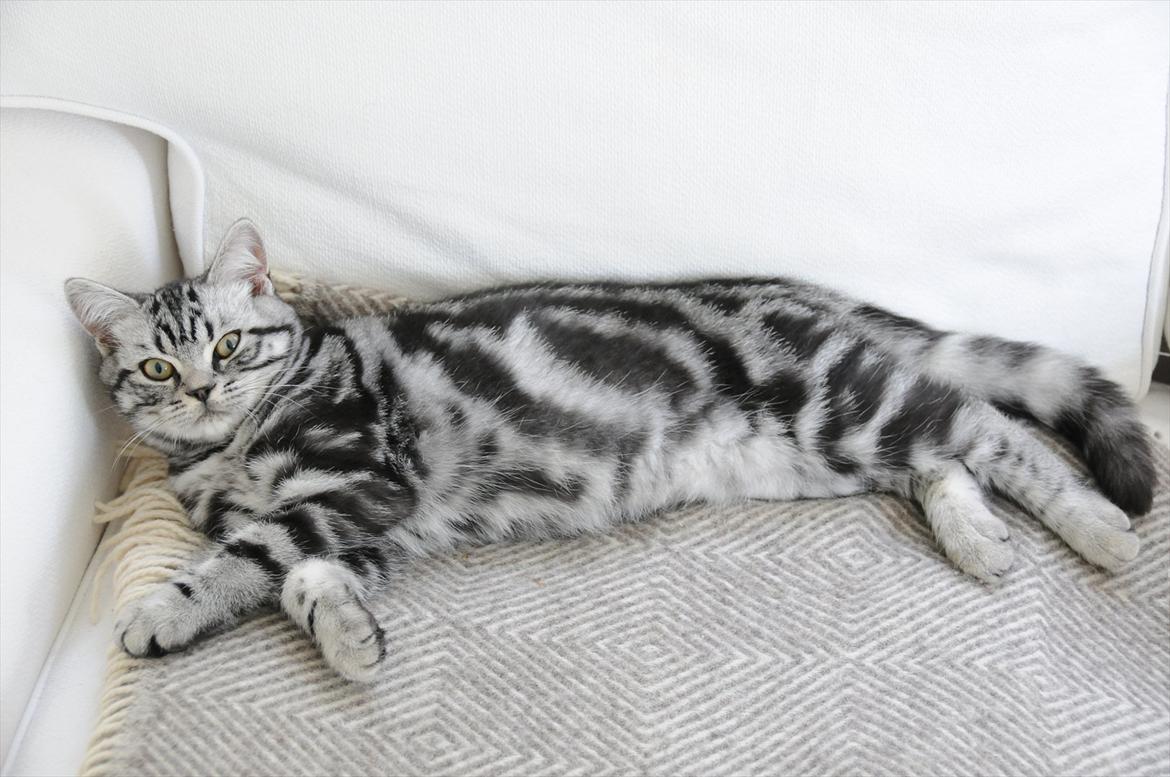 British Shorthair Ditte Marie's Dejlige Aslan billede 7