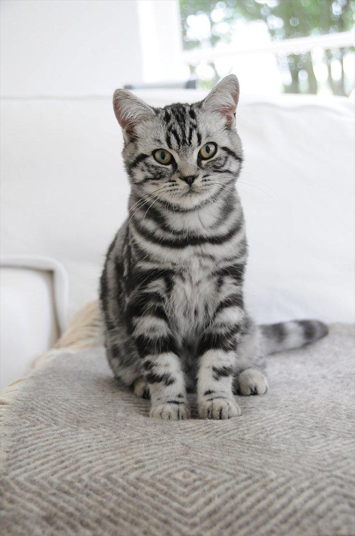 British Shorthair Ditte Marie's Dejlige Aslan billede 8