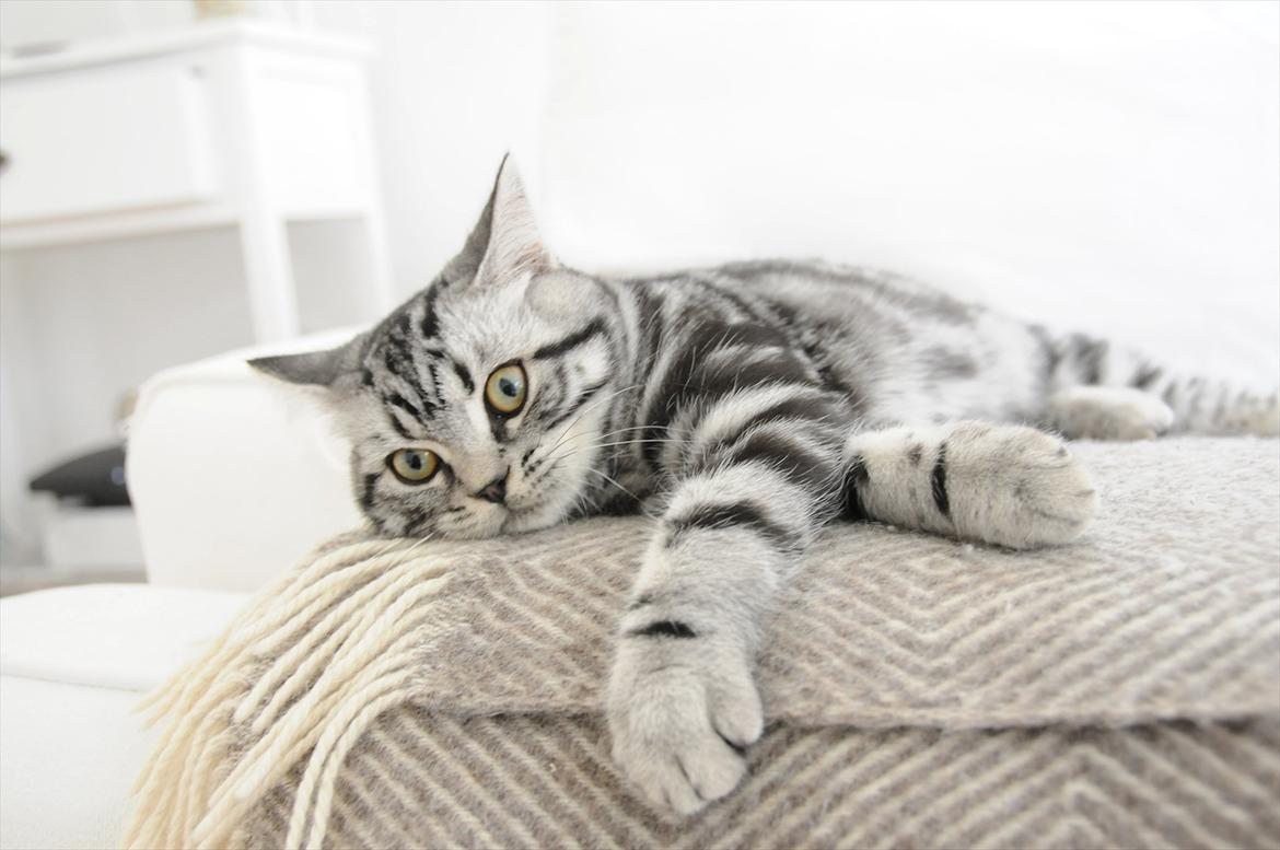 British Shorthair Ditte Marie's Dejlige Aslan - Sofa hygge billede 9