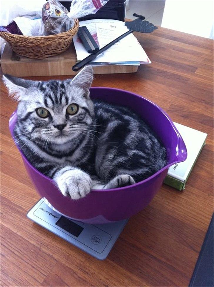 British Shorthair Ditte Marie's Dejlige Aslan - så bliver man lige vejet billede 11