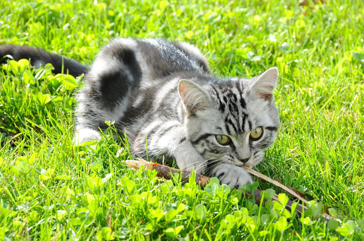 British Shorthair Ditte Marie's Dejlige Aslan billede 12
