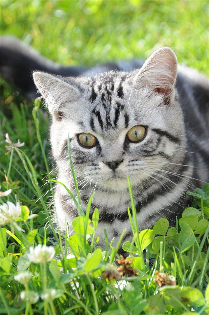 British Shorthair Ditte Marie's Dejlige Aslan billede 13