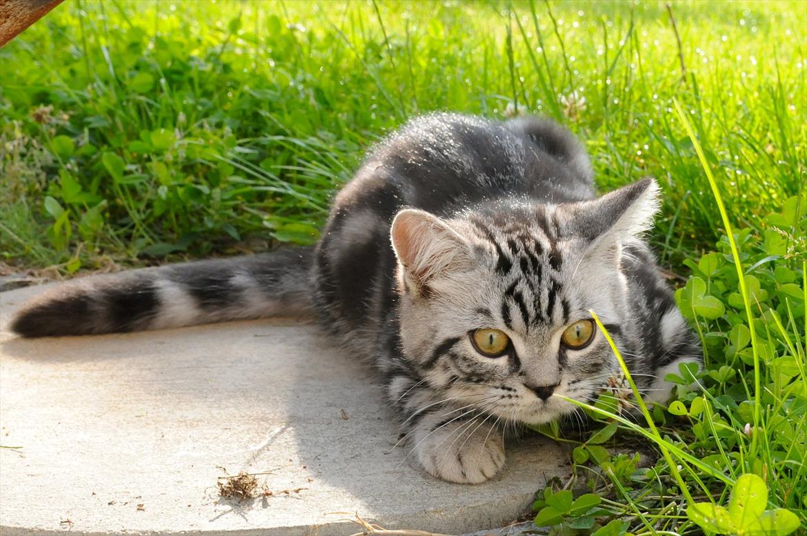 British Shorthair Ditte Marie's Dejlige Aslan billede 14