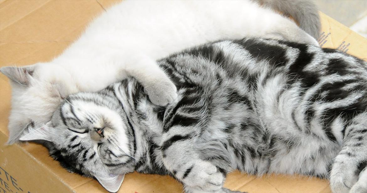 British Shorthair Ditte Marie's Dejlige Aslan - Aslan og Bell nyder at sove sammen billede 15