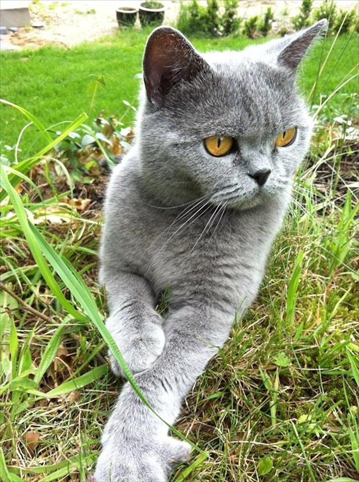 British Shorthair DK Felina's Cirkeline - Cirkeline nyder at være ude ;o) billede 7