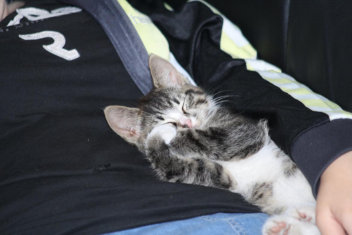 Blanding af racer Ingen navn endnu billede 1