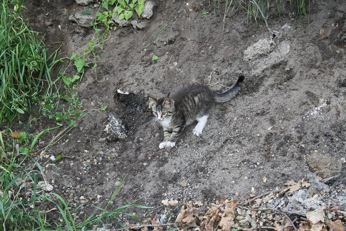 Blanding af racer Ingen navn endnu billede 2