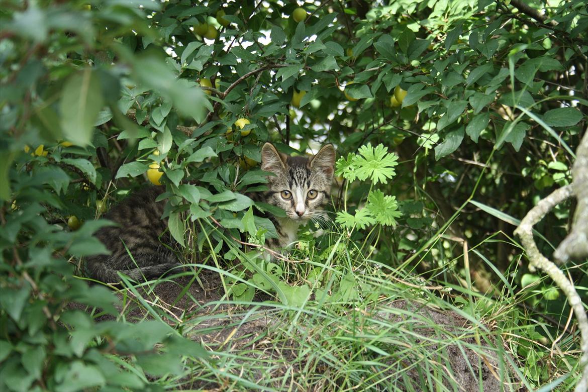 Blanding af racer Ingen navn endnu billede 3