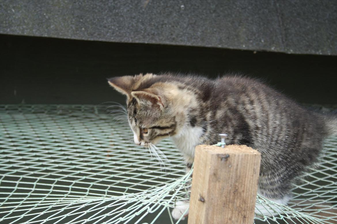 Blanding af racer Ingen navn endnu billede 4