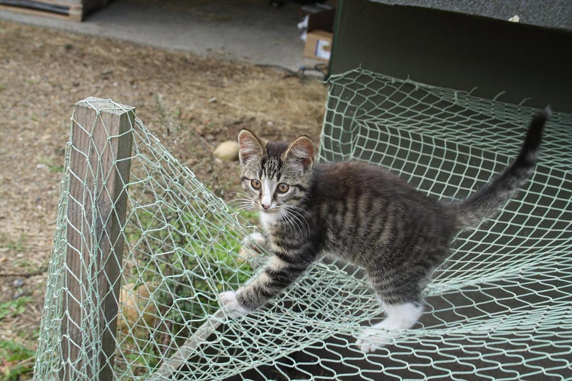 Blanding af racer Ingen navn endnu billede 5