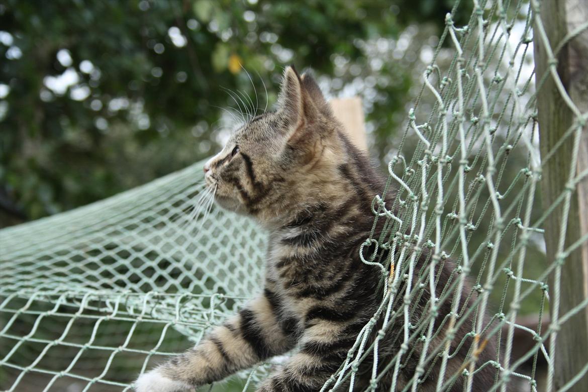 Blanding af racer Ingen navn endnu billede 6