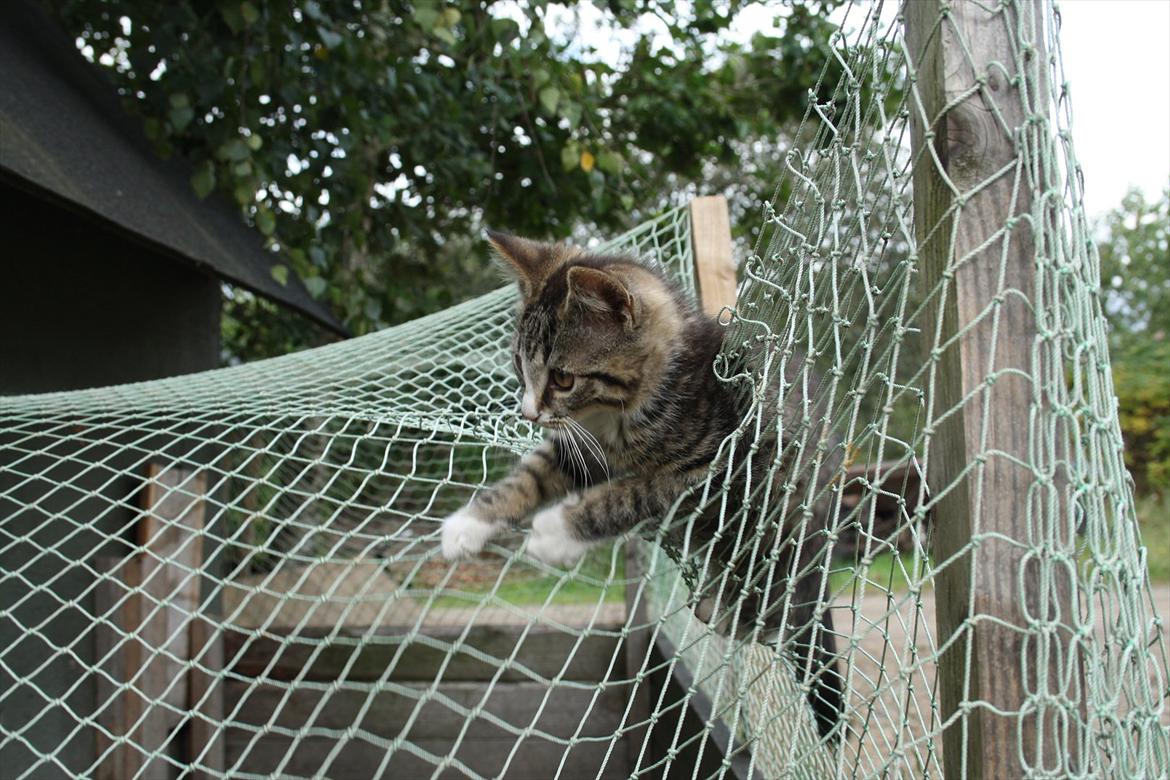 Blanding af racer Ingen navn endnu billede 7