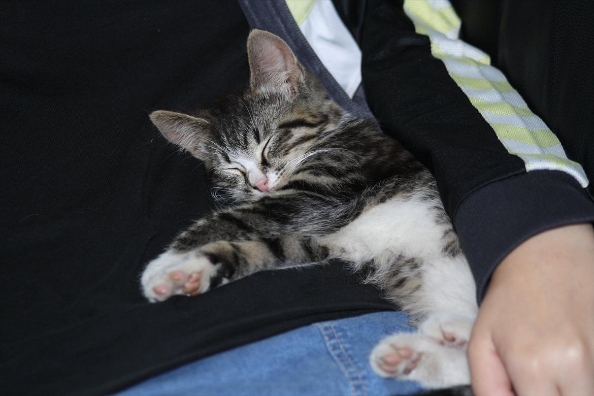 Blanding af racer Ingen navn endnu billede 8