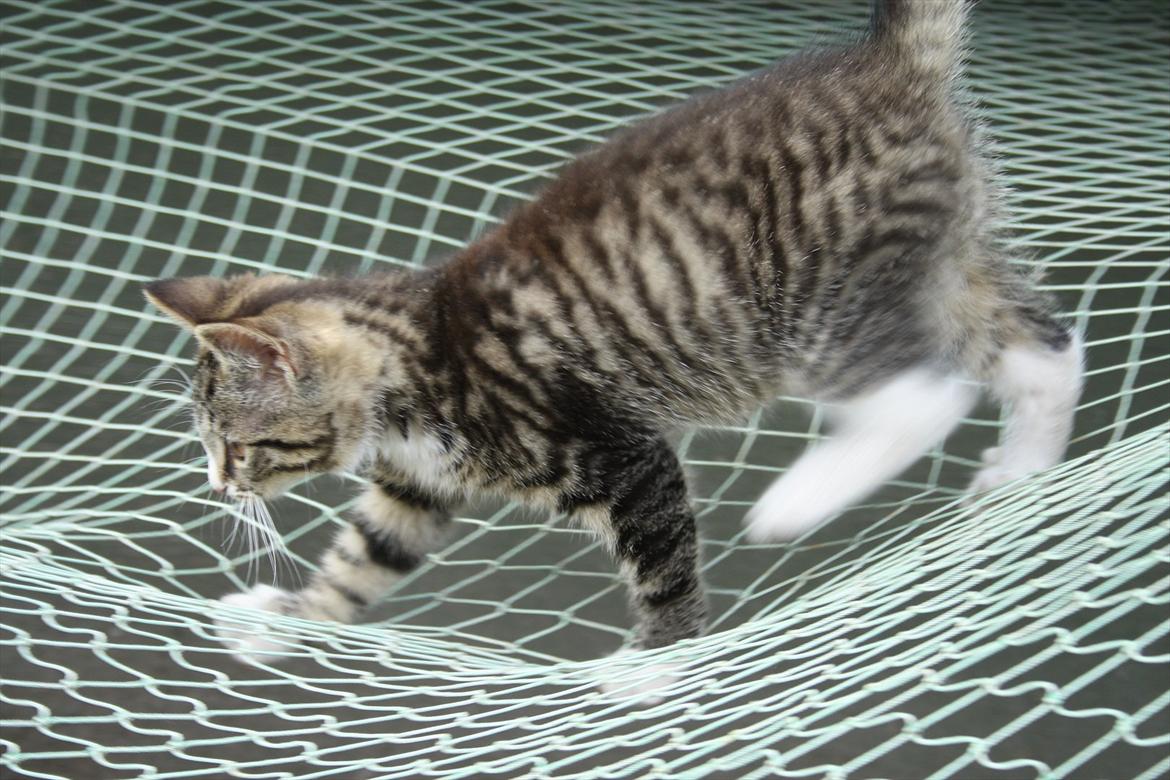 Blanding af racer Ingen navn endnu billede 9