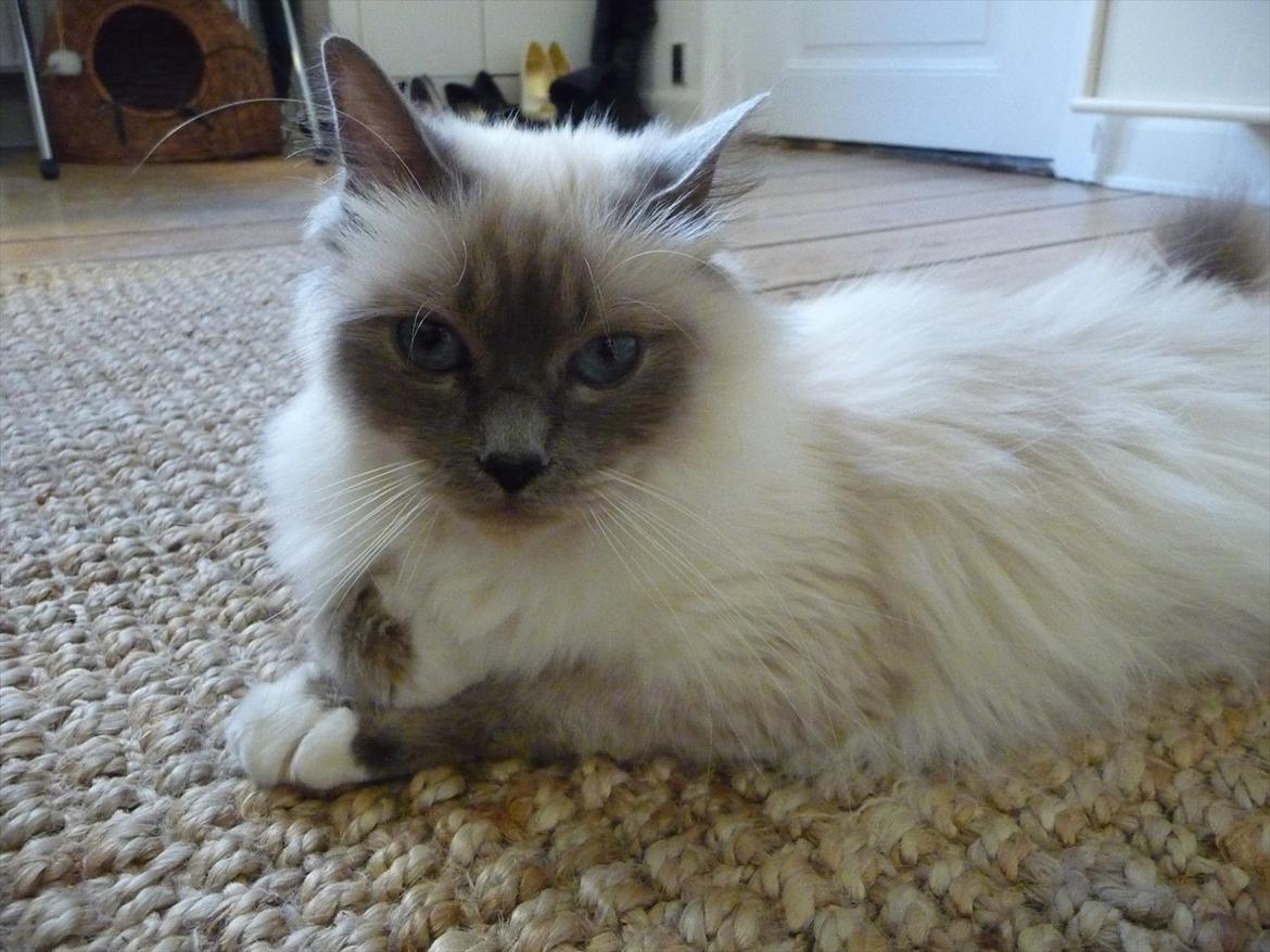 Hellig Birma Nala (Shengo Sugar Baby) billede 4