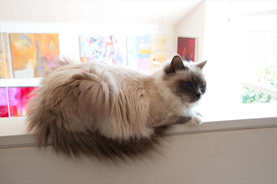 Hellig Birma Nala (Shengo Sugar Baby) billede 5