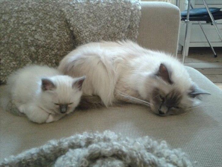 Hellig Birma Nala (Shengo Sugar Baby) billede 7