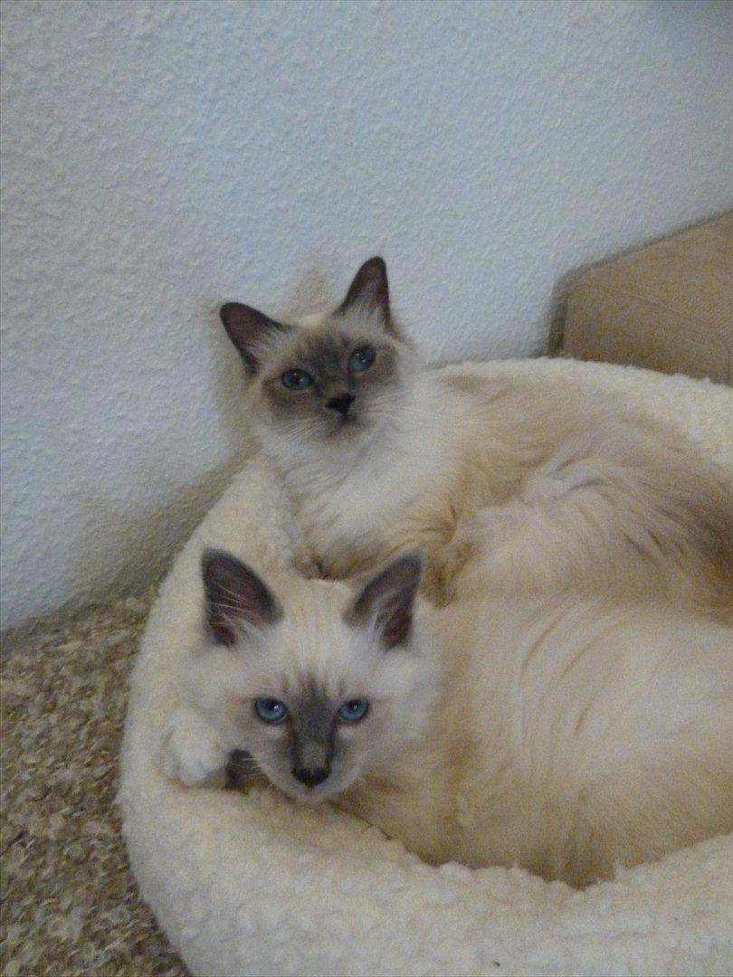 Hellig Birma Nala (Shengo Sugar Baby) billede 9