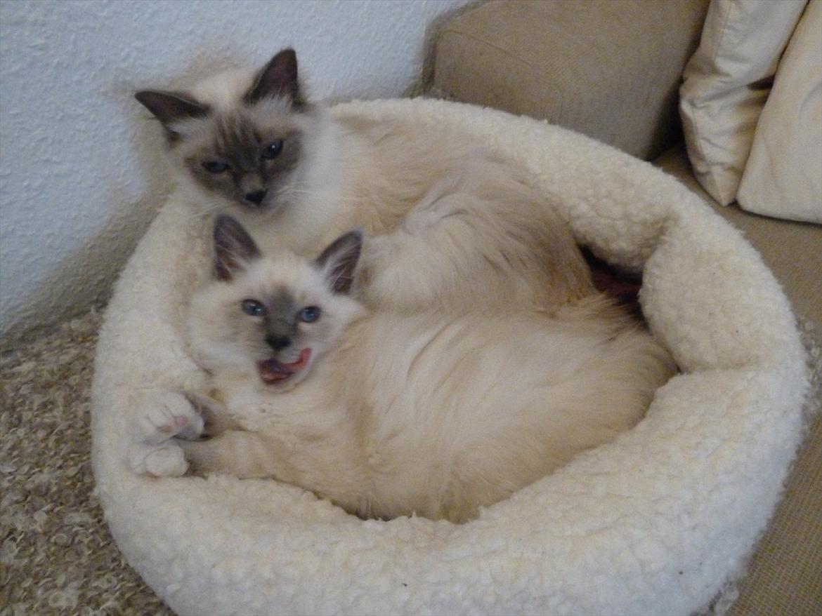 Hellig Birma Nala (Shengo Sugar Baby) billede 10