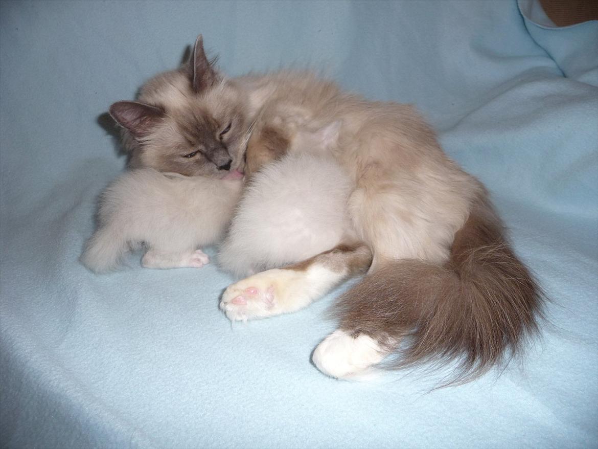 Hellig Birma Nala (Shengo Sugar Baby) billede 11