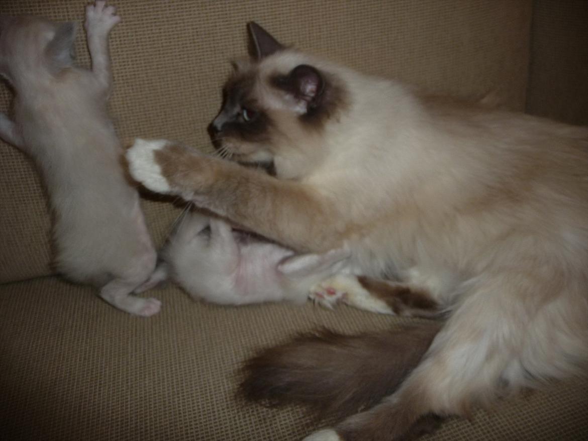 Hellig Birma Nala (Shengo Sugar Baby) billede 12