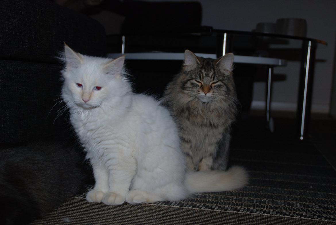 Blanding af racer Hellig Birma/Maine Coon Mickey billede 12